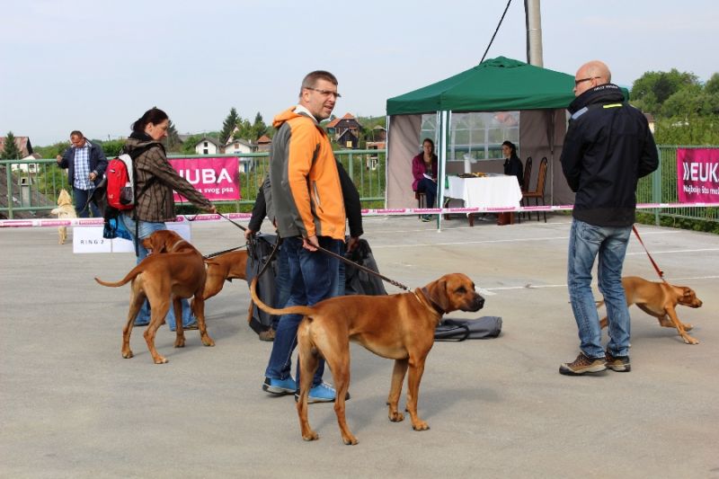 izložba_pasa_10 izložba_pasa_10
