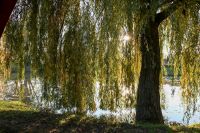 IMG_5521