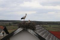 IMG_0857_Large