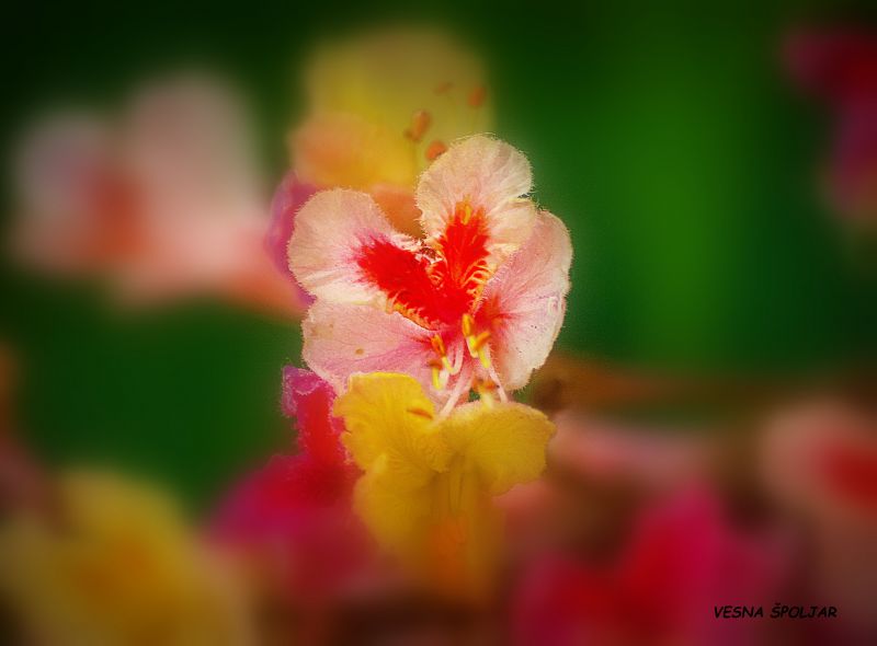 3Vesna_Špoljar_-_Srčeko 3Vesna_Špoljar_-_Srčeko