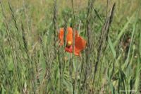 1mak_kornelija_kirnbauer