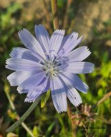 2suzana_žunić_matok_1